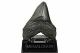 Fossil Megalodon Tooth - Georgia #151530-2
